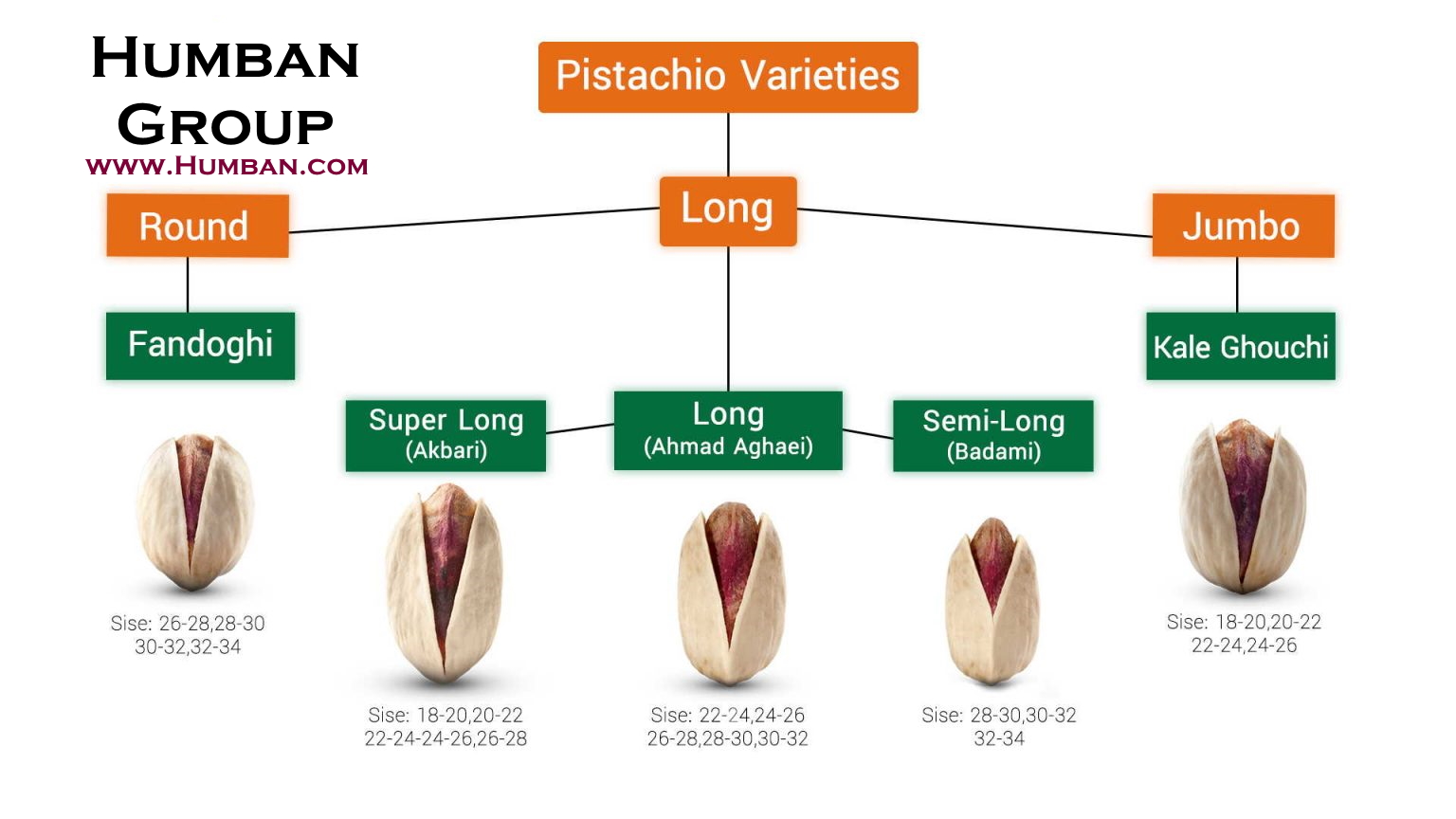 Pistachios varieties