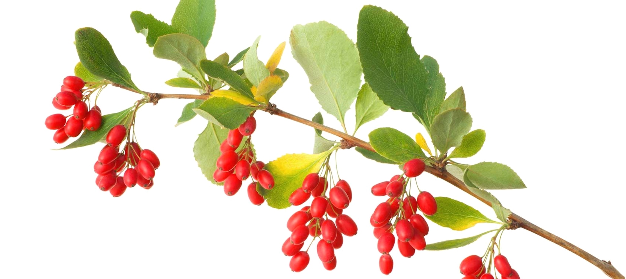 Dried-Barberries-Humban-Group-Foods-int