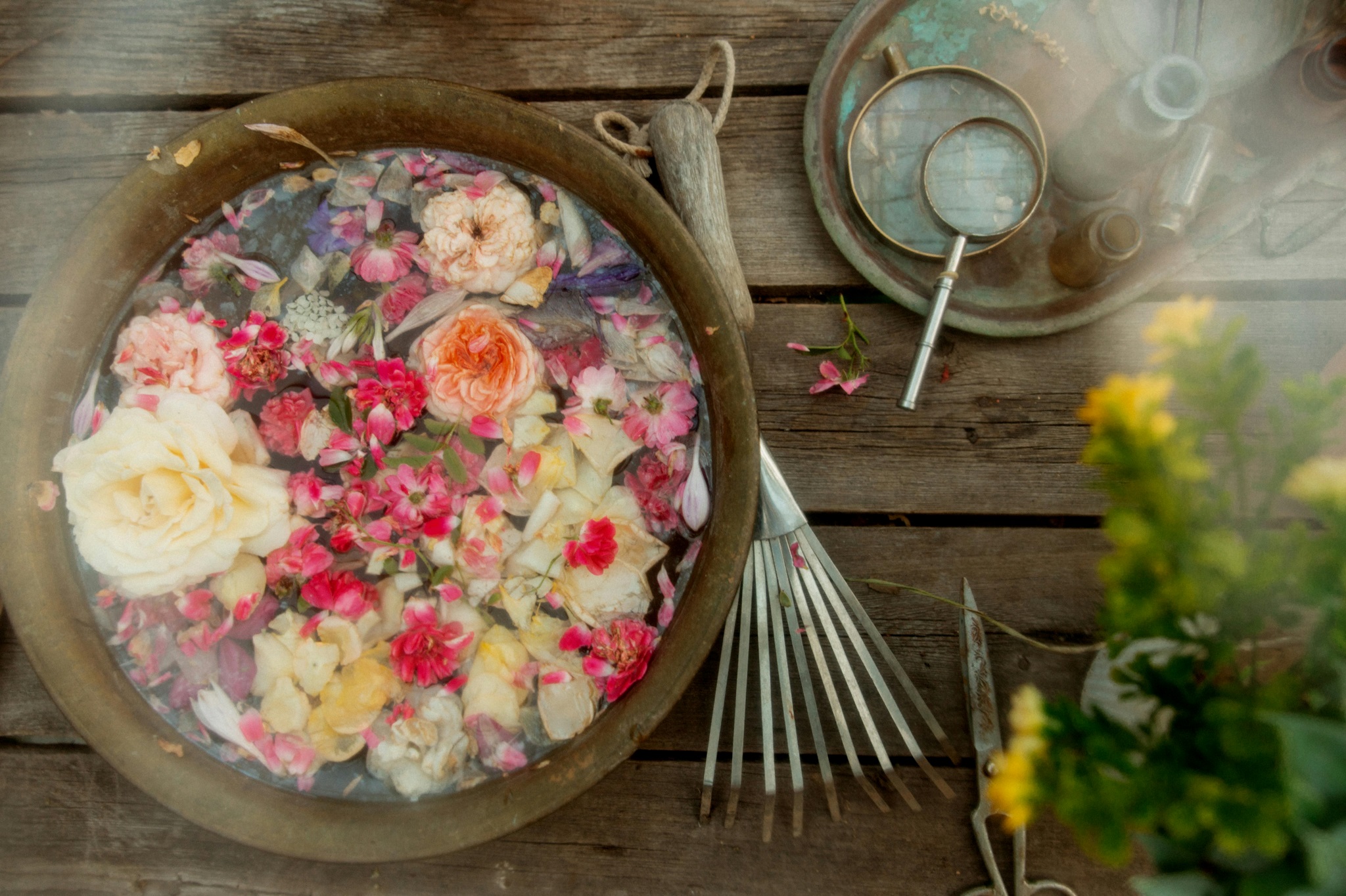 HumBan Rose-rose-based Products with Rosa × damascena , Damask rose