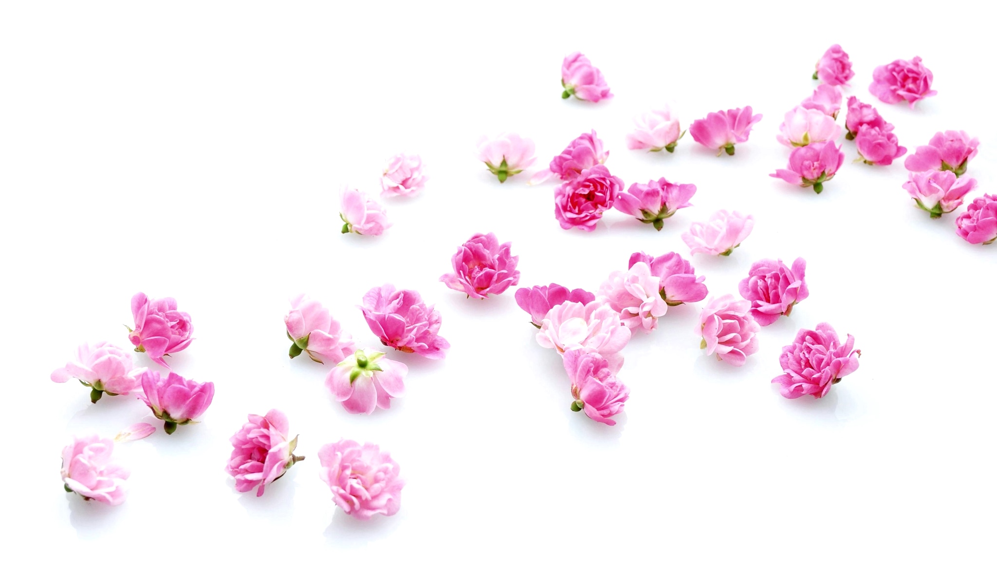 Rosa × damascena Rose-rose-based Products HumBan